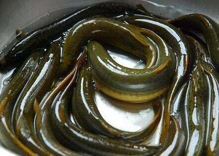 泥鳅养殖技术哪家最好的,华农园特大泥鳅养殖