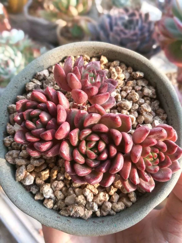 适合从小养到大的多肉,由小到大由浅入深