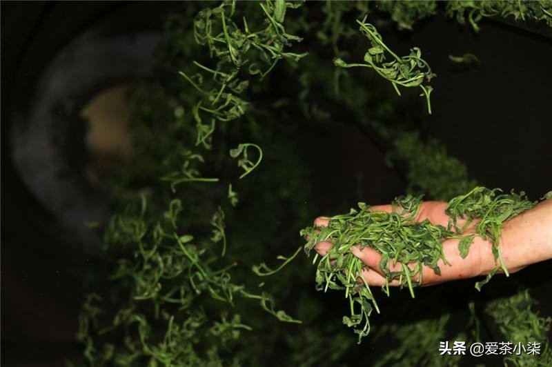 崂山茶如何喝才是正确的,崂山茶的口感鲜爽