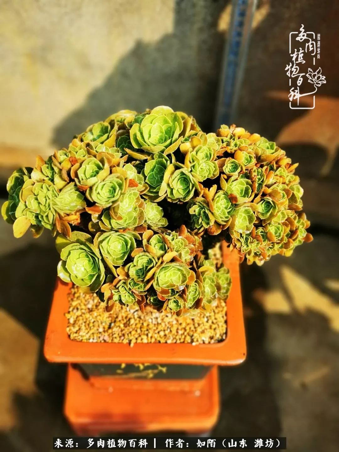 凤凰涅槃，浴火重生！多肉法师圣斗士们的秋天！（附养护经验）