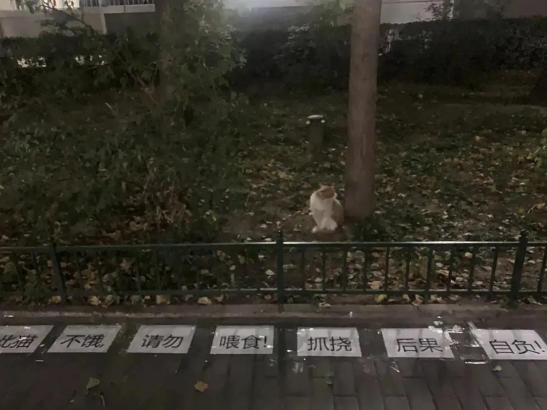 一到毕业季,我们大学的校猫就疯了哈哈哈