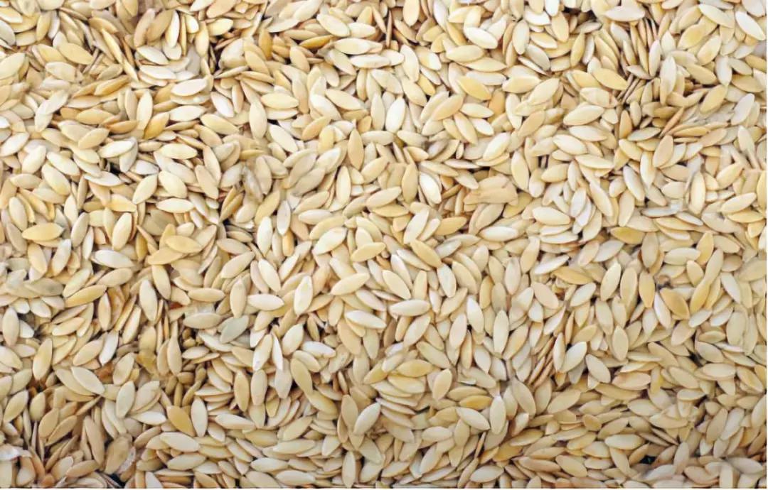 常见蔬菜种子催芽方法,蔬菜种子催芽小技巧