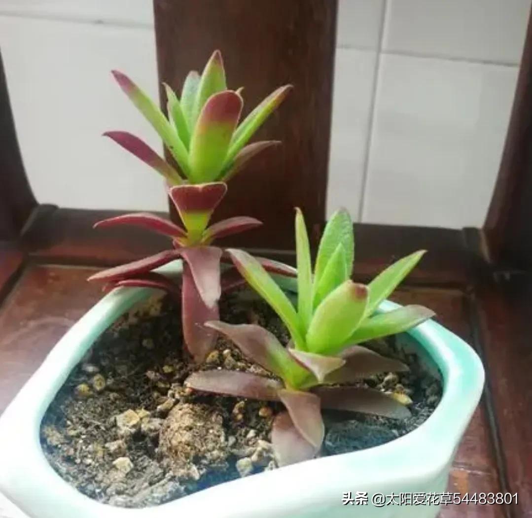 火祭徒长视频,火祭徒长