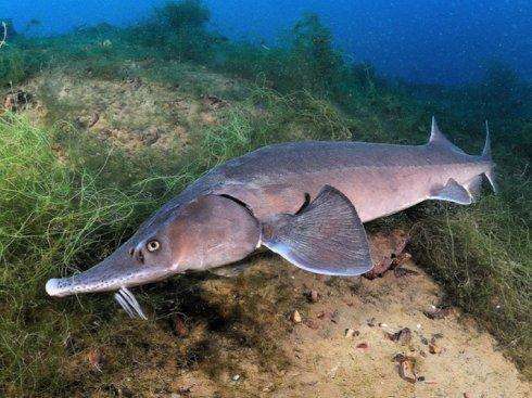 欧鳇长什么样,欧洲鳇是欧洲最大淡水鱼吗