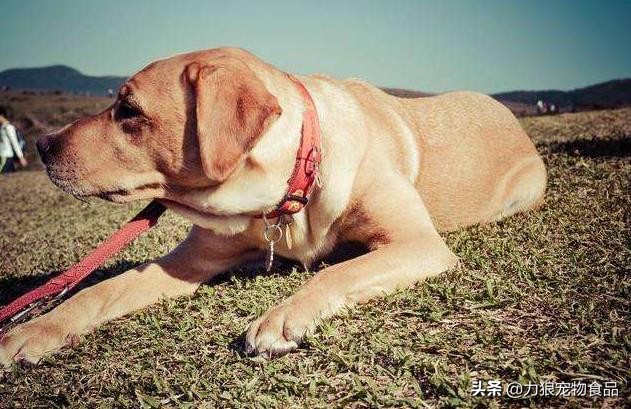 狗狗乱吃外面垃圾堆的东西怎么办,训练狗狗出门不乱吃