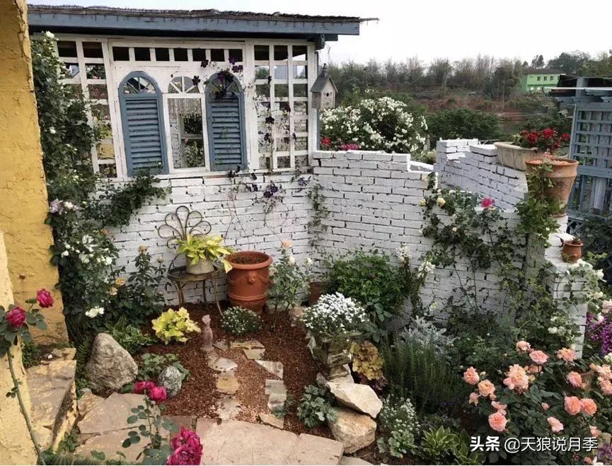 天狼月季优惠活动时间,天狼月季618活动