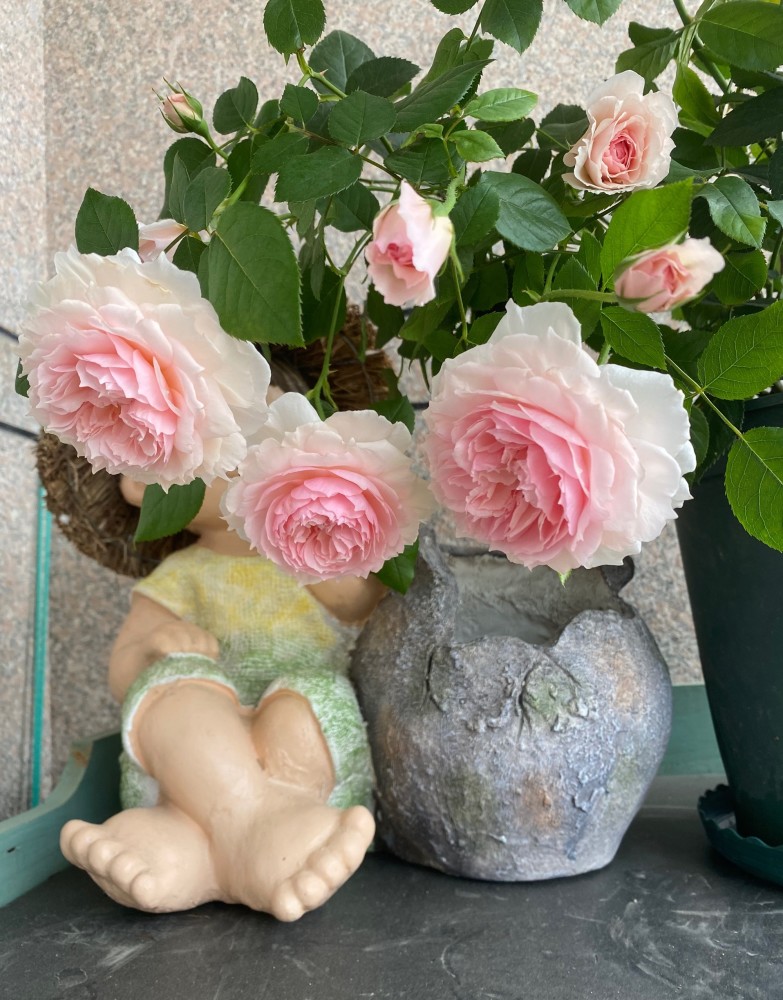 嫁接月季春季枯枝怎么回事,月季不萌芽的枯枝可以修剪吗