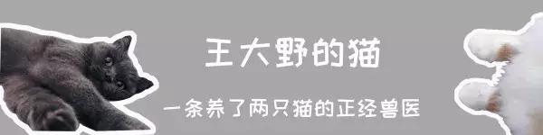 猫咪脚上突然斑秃掉毛是怎么回事,猫咪头顶掉毛但是无结痂是猫癣吗