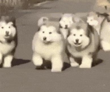 金毛哈士奇萨摩阿拉斯加,哈士奇阿拉斯加萨摩拉雪橇视频