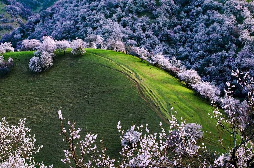 四月物语|桃杏梨大美中国、世界唯一！江浙沪紫藤芝樱绽放！