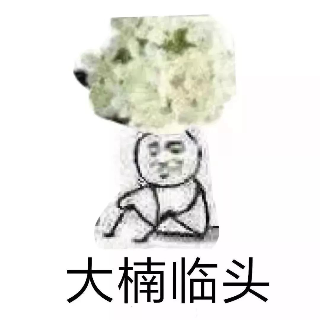 这几天的松江，可真叫人左右为“楠”……