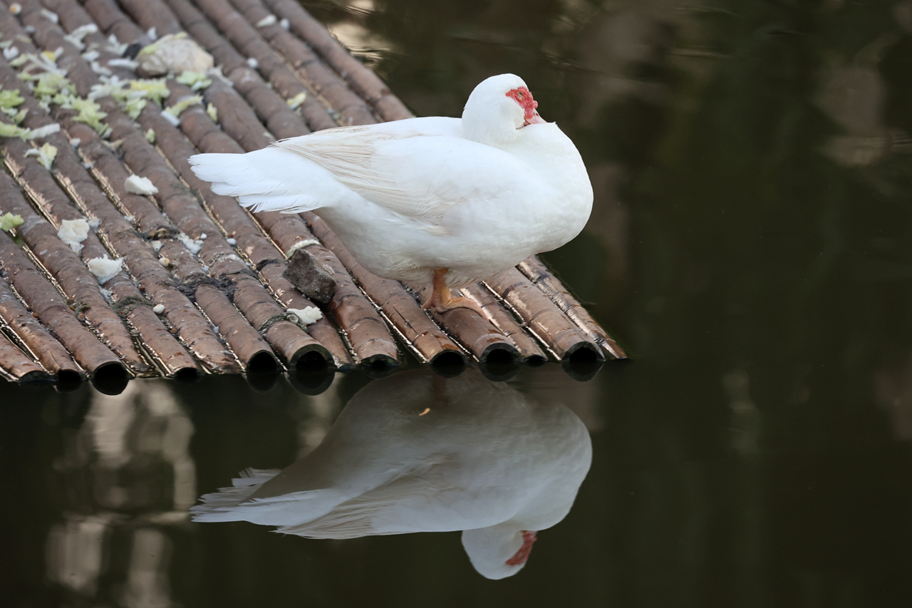 佳能rf100-500mm参数,佳能rf-s18-45mm测评