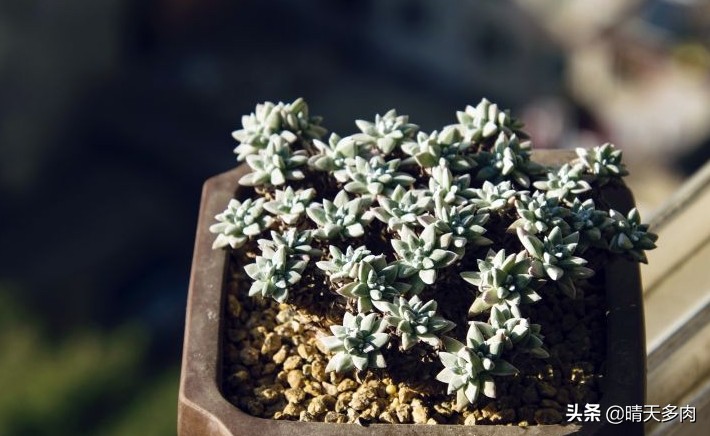多肉仙女杯繁殖,多肉仙女杯如何快速服盆