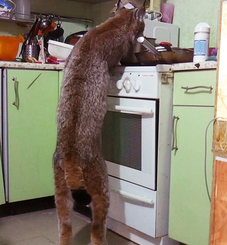 13只动物图片,12张让人惊叹的动物的照片