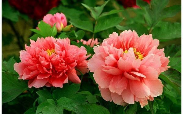 阳春三月养花好时机,开花艳丽花香满屋,养护简单新手也适合