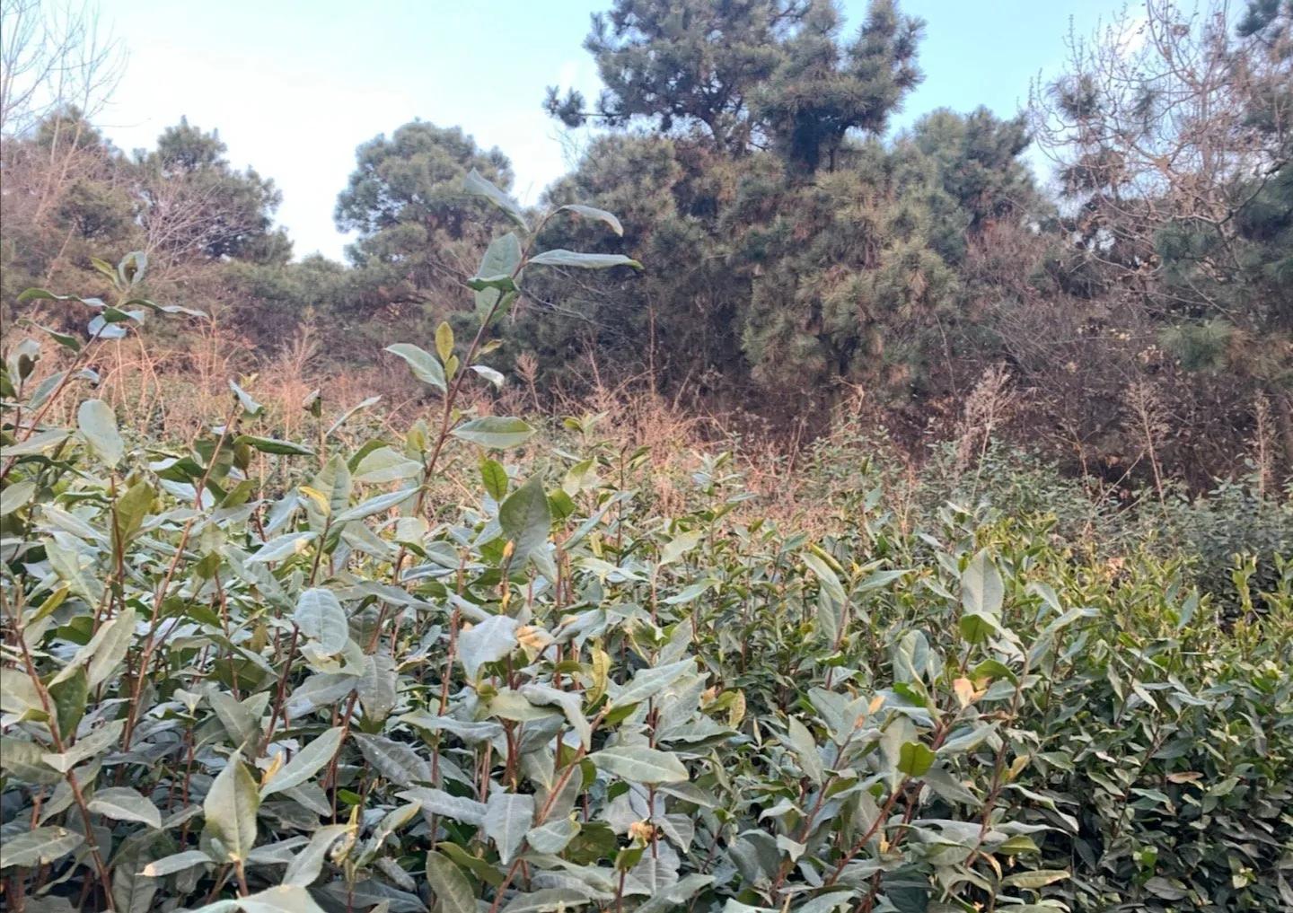 山东出名的茶叶是什么茶叶,日照岚山最好的茶叶