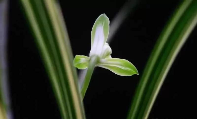 稀有建兰名贵品种,建兰顶级白花品种