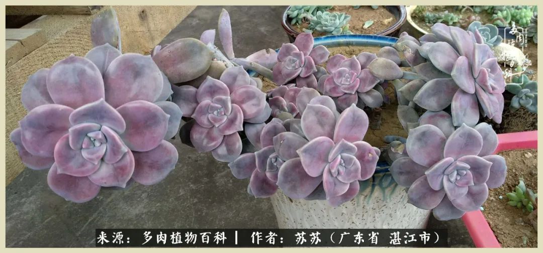 不要辜负与多肉的美好时光,多肉可以给人岁月静好的感觉