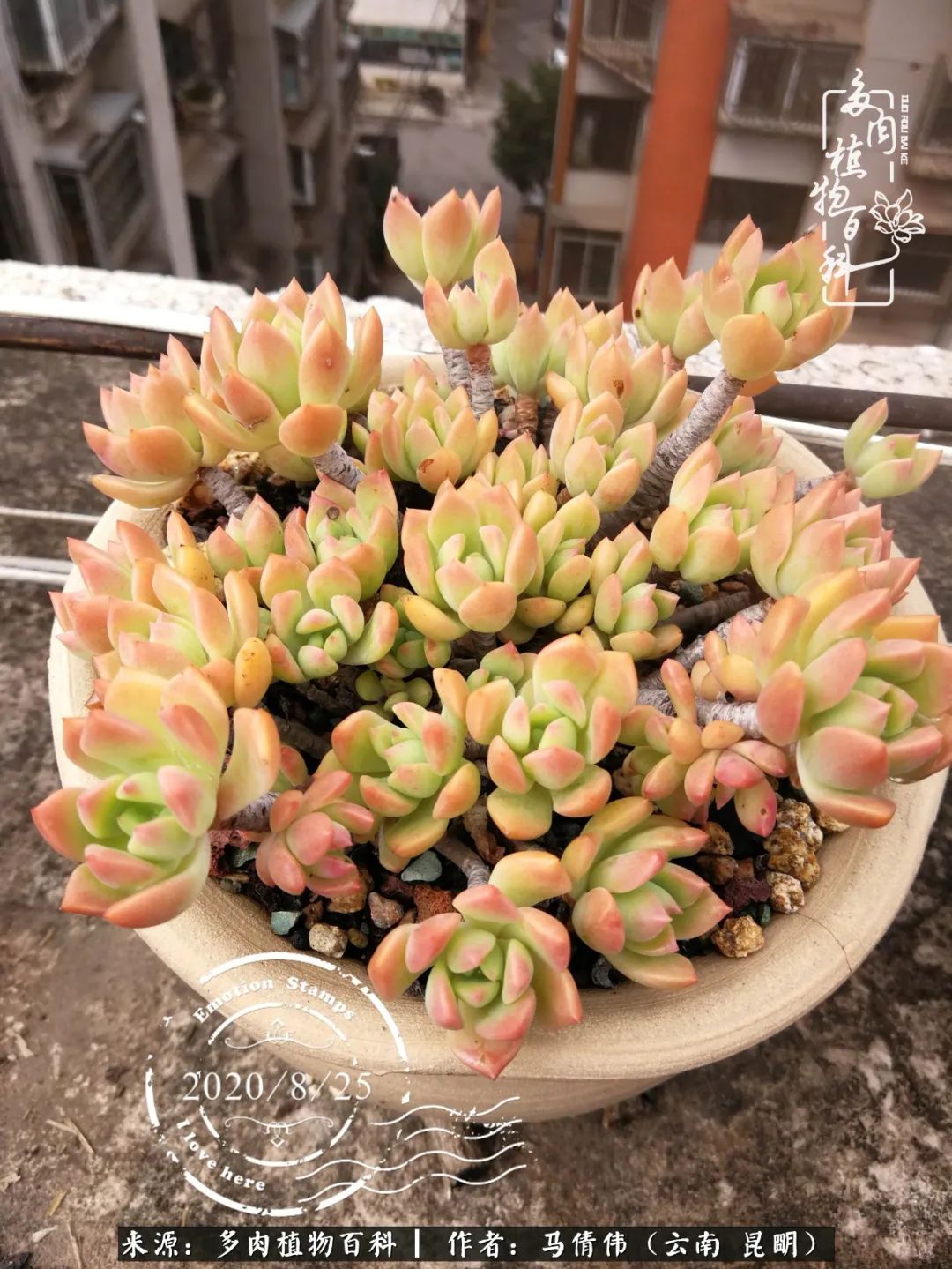 熬过了夏天的多肉,多肉熬过夏天惊艳整个秋天