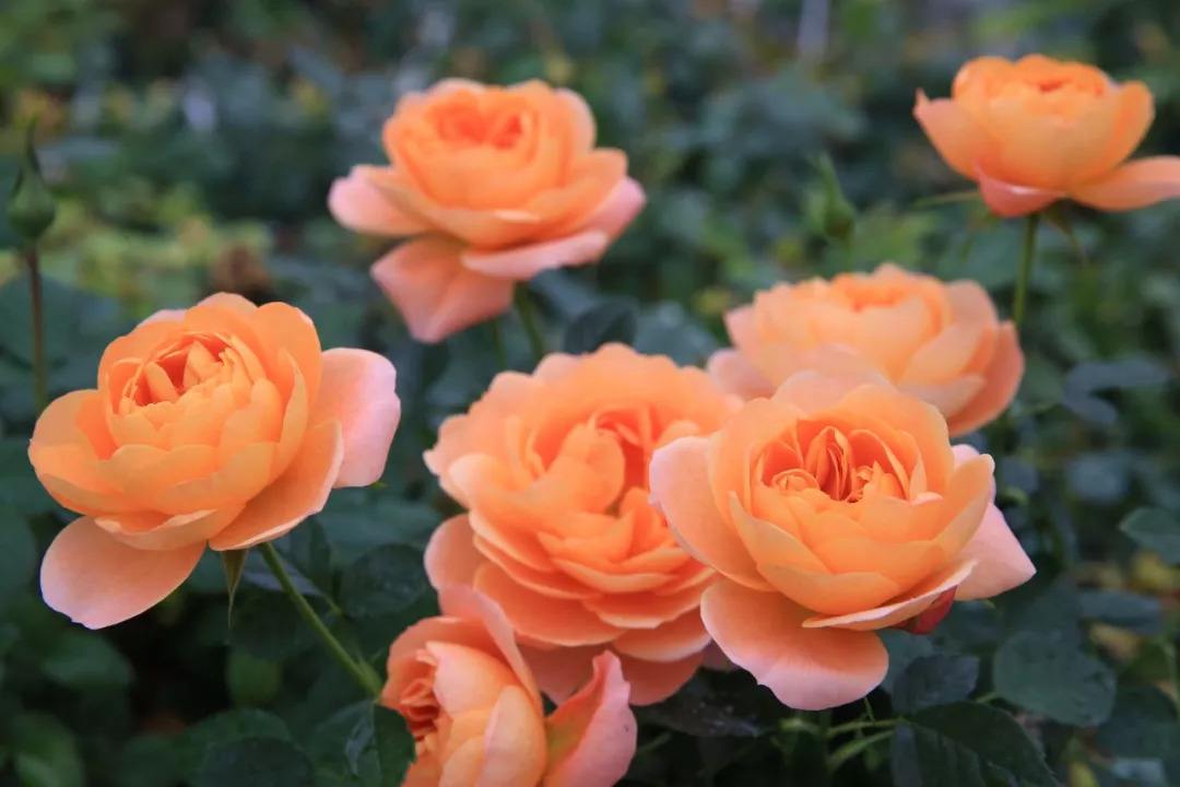 月季玫瑰蔷薇芍药牡丹的区别,玫瑰是月季和蔷薇的杂交