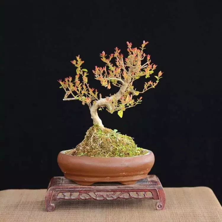 雀梅的习性,雀梅怎样认识