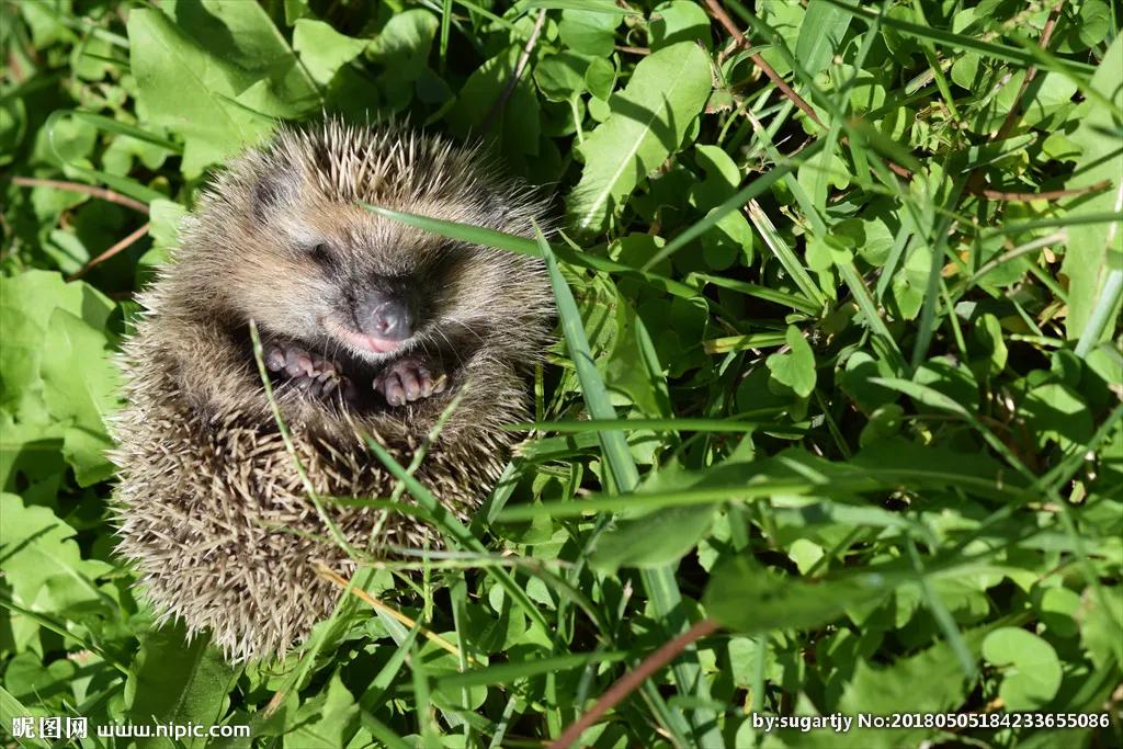 捡的刺猬为什么不能带回家,刺猬能随便捡回家吗