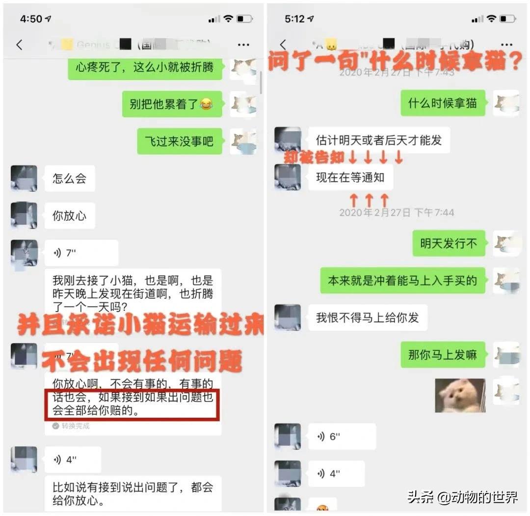 养了四年缅因猫被淹死,缅因猫23万后续