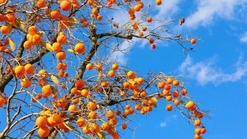 一路遐思入初冬，美好如约而至——张裕卡斯特酒庄