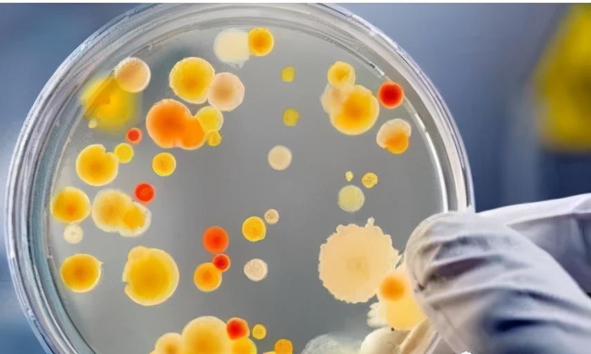 八年级上册生物期末必考的知识点,八年级上册生物性状的遗传知识点