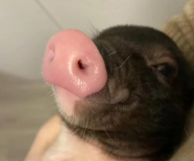 哭笑不得！四川一男子给小猪做人工呼吸，把猪整干哕了