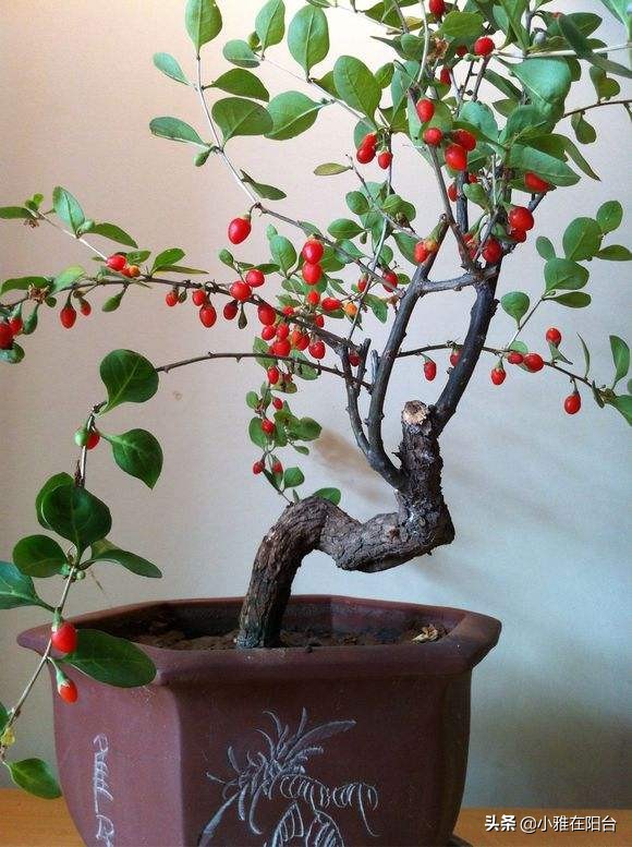 枸杞盆景扦插好活吗,枸杞盆景能否扦插