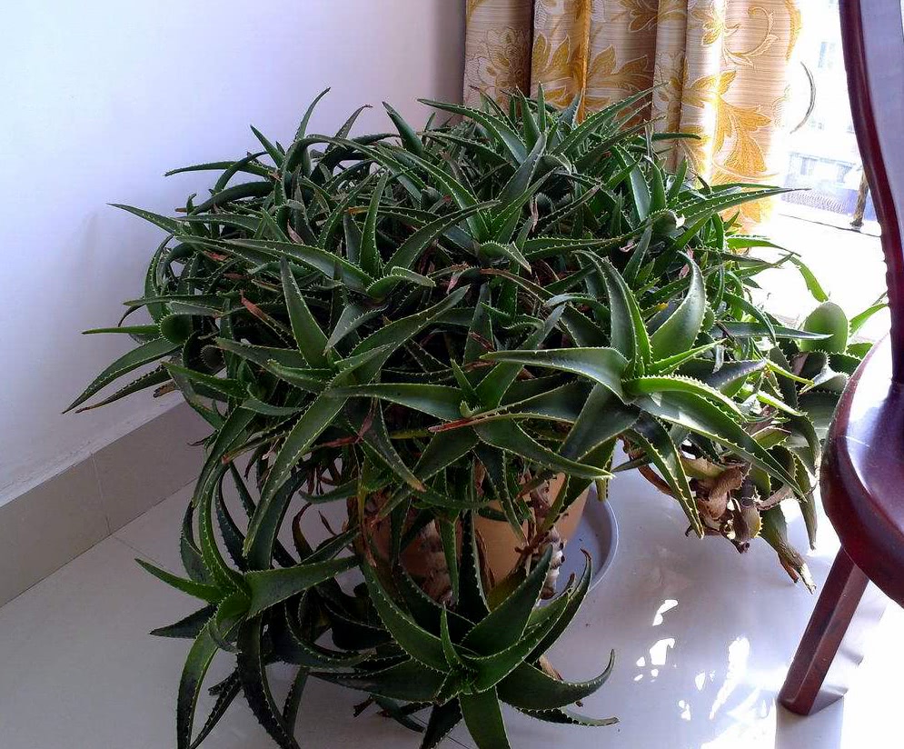 养芦荟还用追肥吗,芦荟怎样养殖才能爆盆