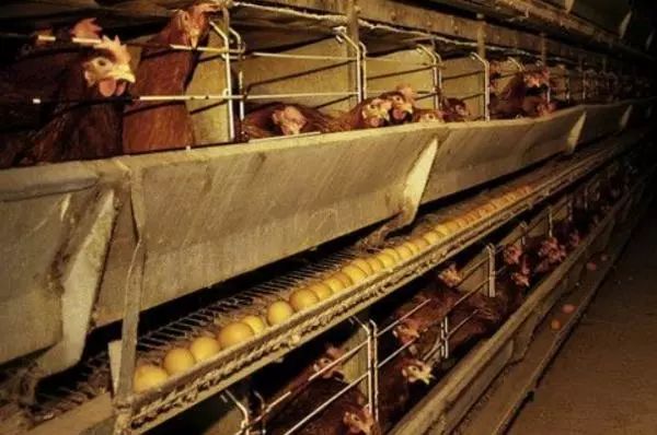 养2万鸡的养鸡场要多少钱,养殖场养鸡养2000只鸡的利润多少