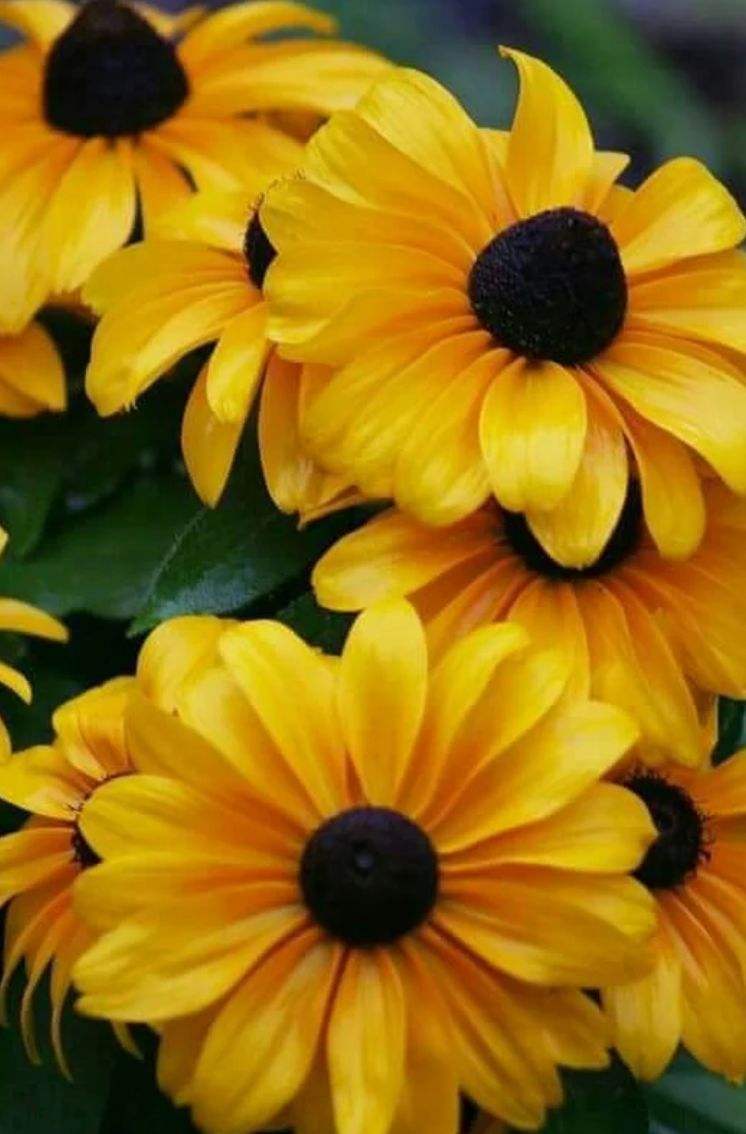 秋天想种爬藤植物？那就选择黑眼苏珊吧，2个月就能花开满藤