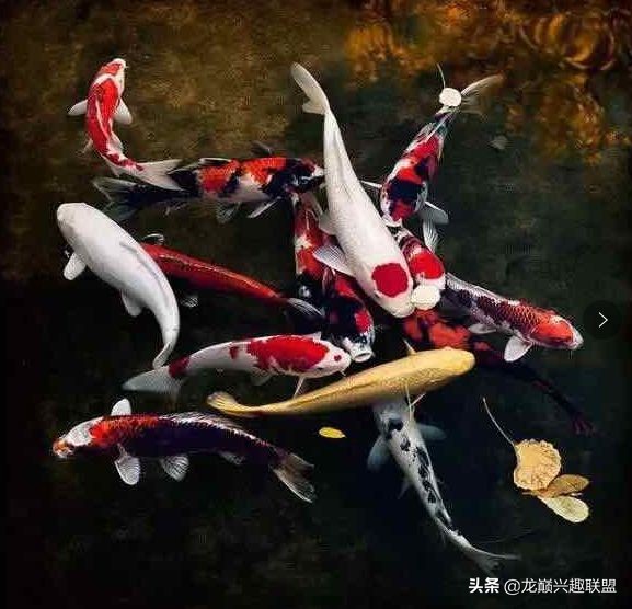 锦鲤一开灯就往下跑怎么办,锦鲤入缸的正确方法