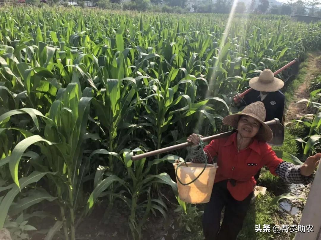 来自东北黑土地的甜糯玉米,云南水果玉米新鲜香甜多汁