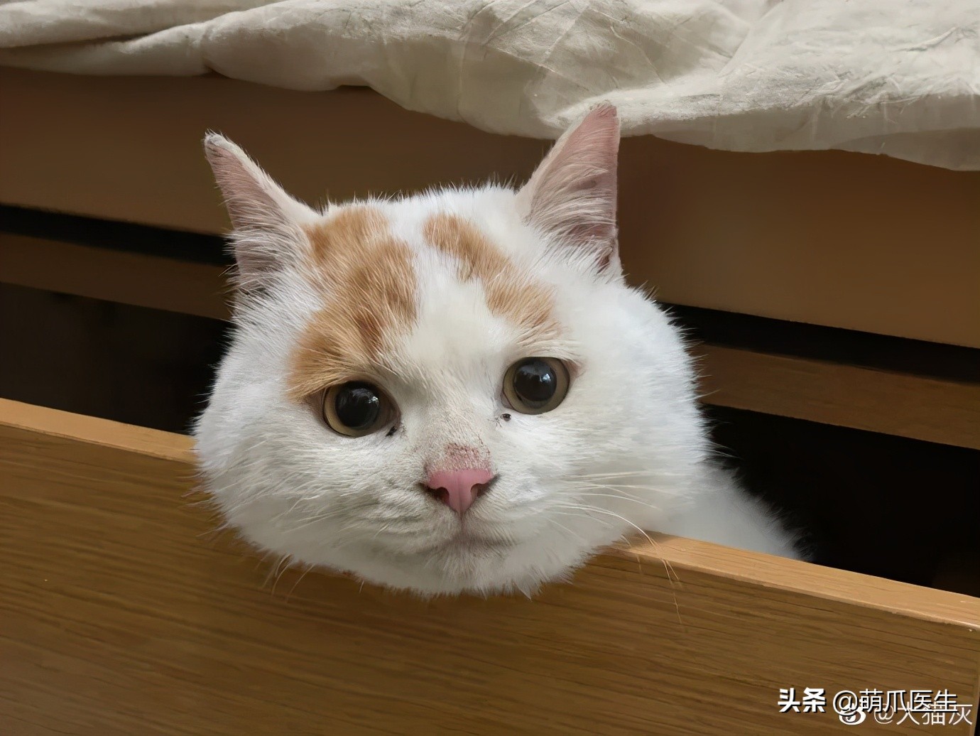 全网最委屈的猫主子,全网最委屈的小奶猫