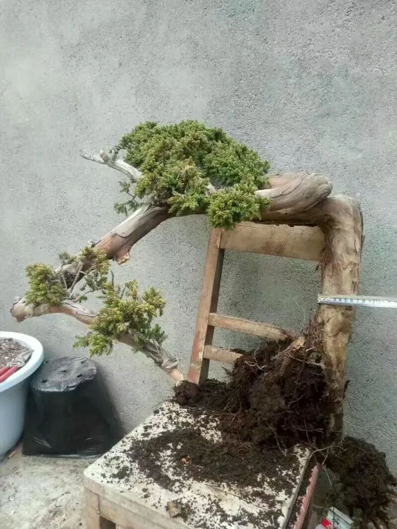 盆景地柏叶片怎么造型,造型盆景怎么养护