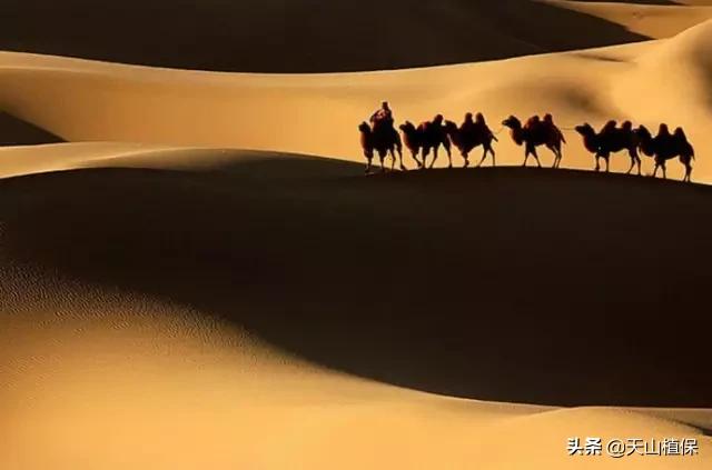 新疆有20个重要知识点,疆新