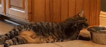 猫咪怕光怕水是怎么回事,你家的猫咪到底有多怕水