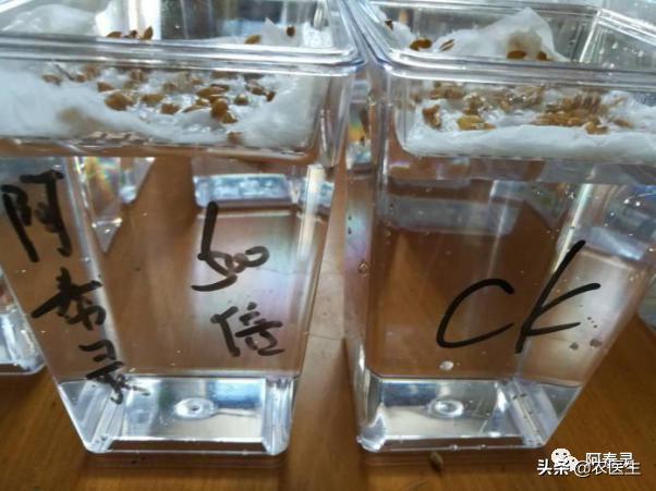 水稻苗床最怕的一种病害立枯病,水稻育秧病害防治