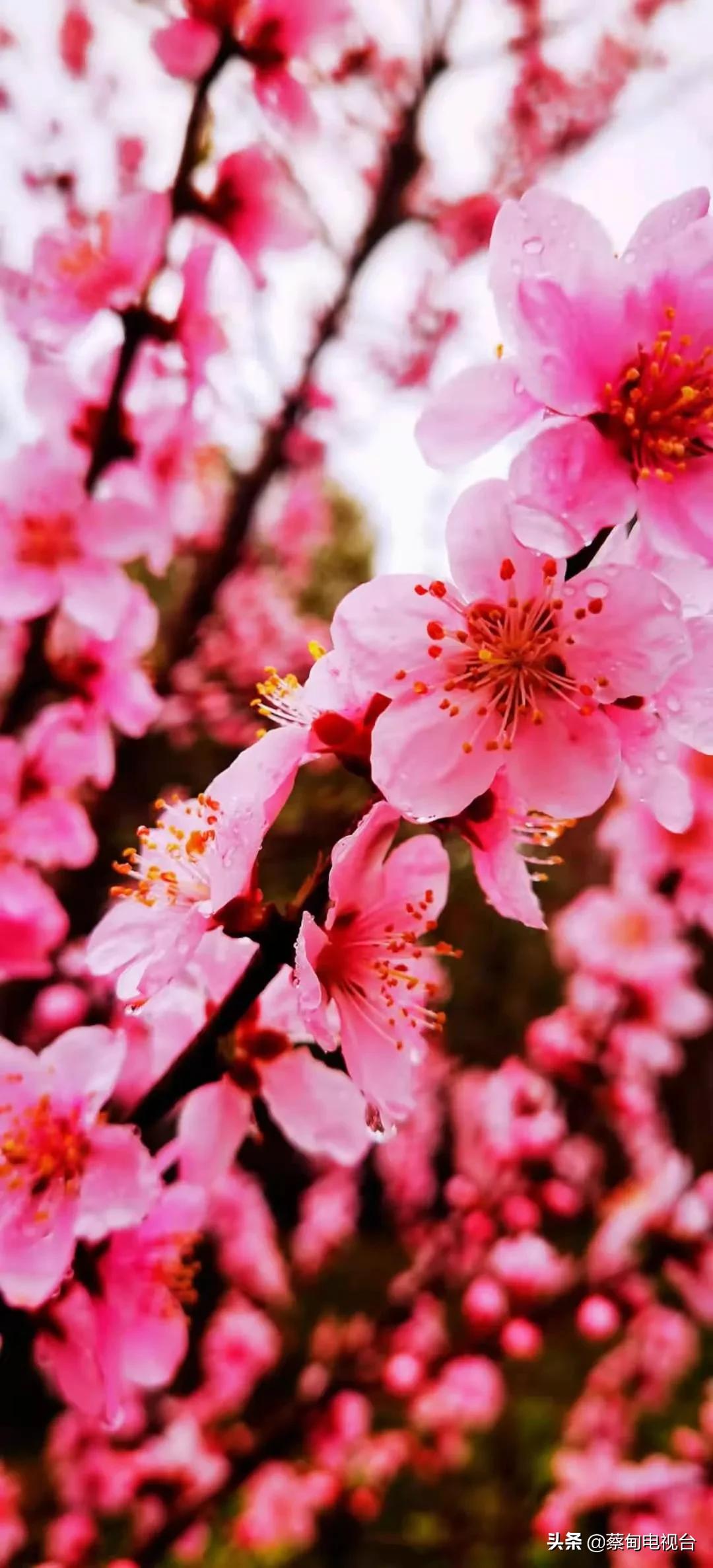 桃之夭夭！来武汉蔡甸世外桃源，许你万株桃花