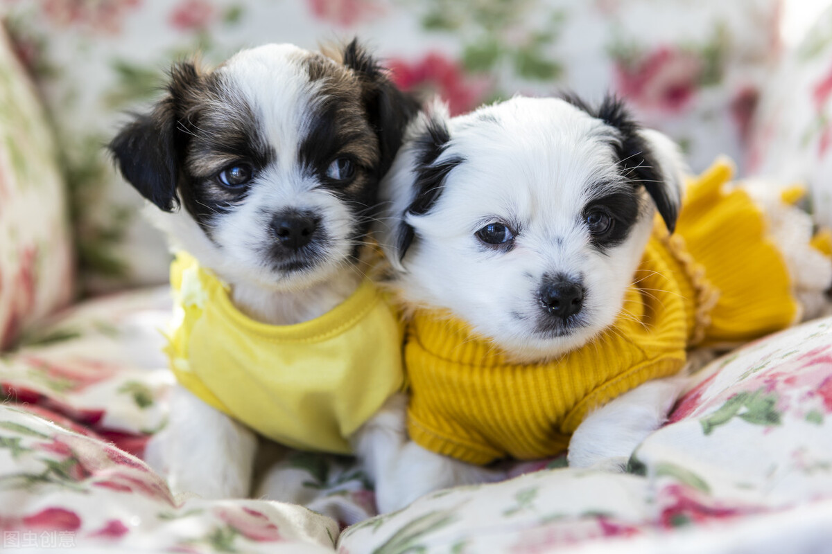 新到家的小狗总是哭该怎么办,刚买回来的小狗老是哭怎么办