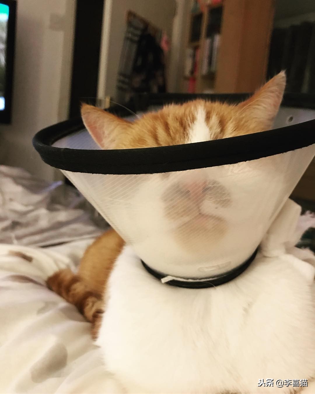 猫咪做完绝育有什么要注意的,猫咪做绝育手术后的注意事项