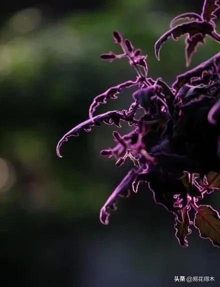 紫背天鹅绒盆栽怎么繁殖,绒叶竹芋怎么养