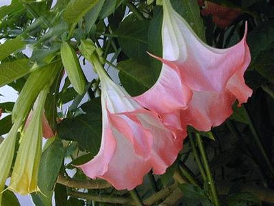 曼陀罗-植物界的美杜莎，她可以随意观赏，但请勿展现吃货本性