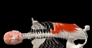 马甲线腹肌速成教程,练习腹肌人鱼线马甲线的最好方法