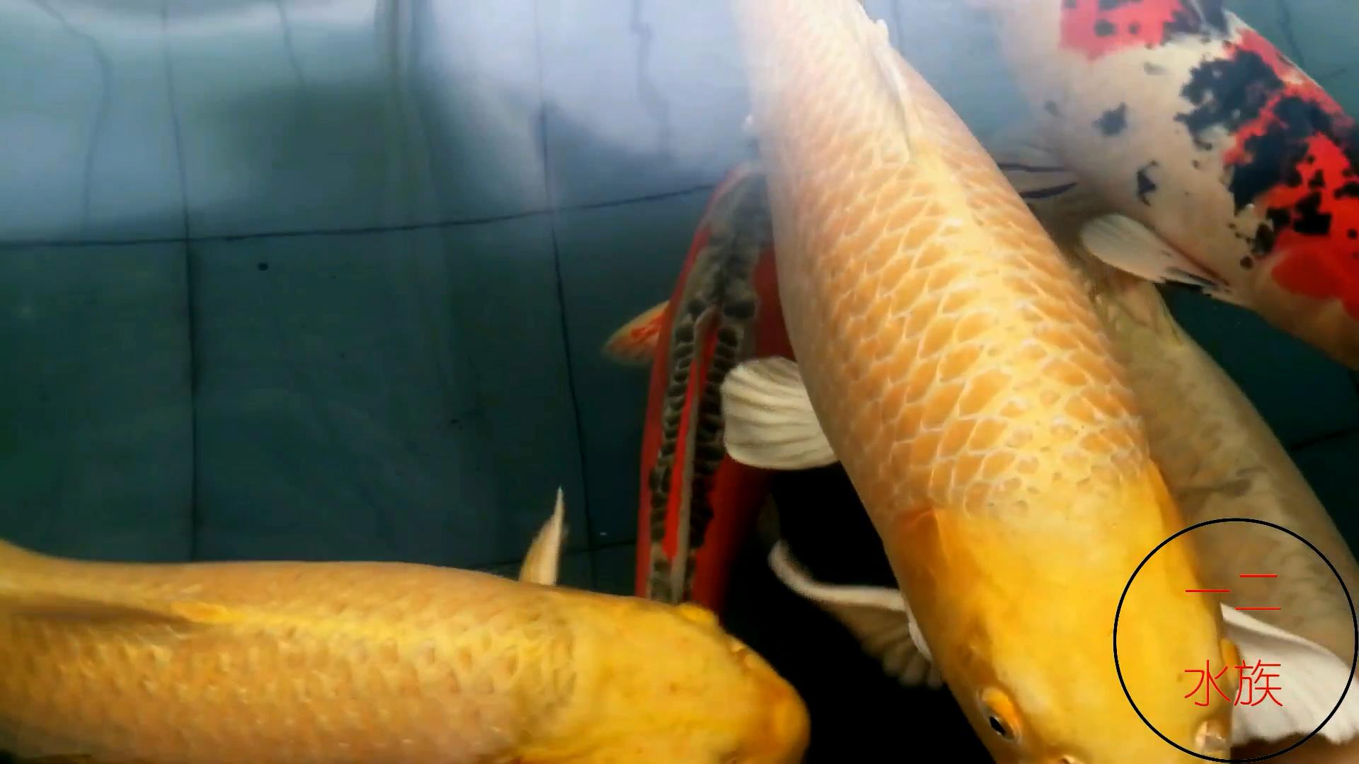 邯郸观赏锦鲤鱼渔场,邯郸丛台池塘锦鲤