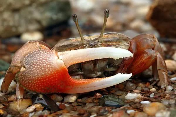 跟它们相比,人类的“*生活性**”无聊至极