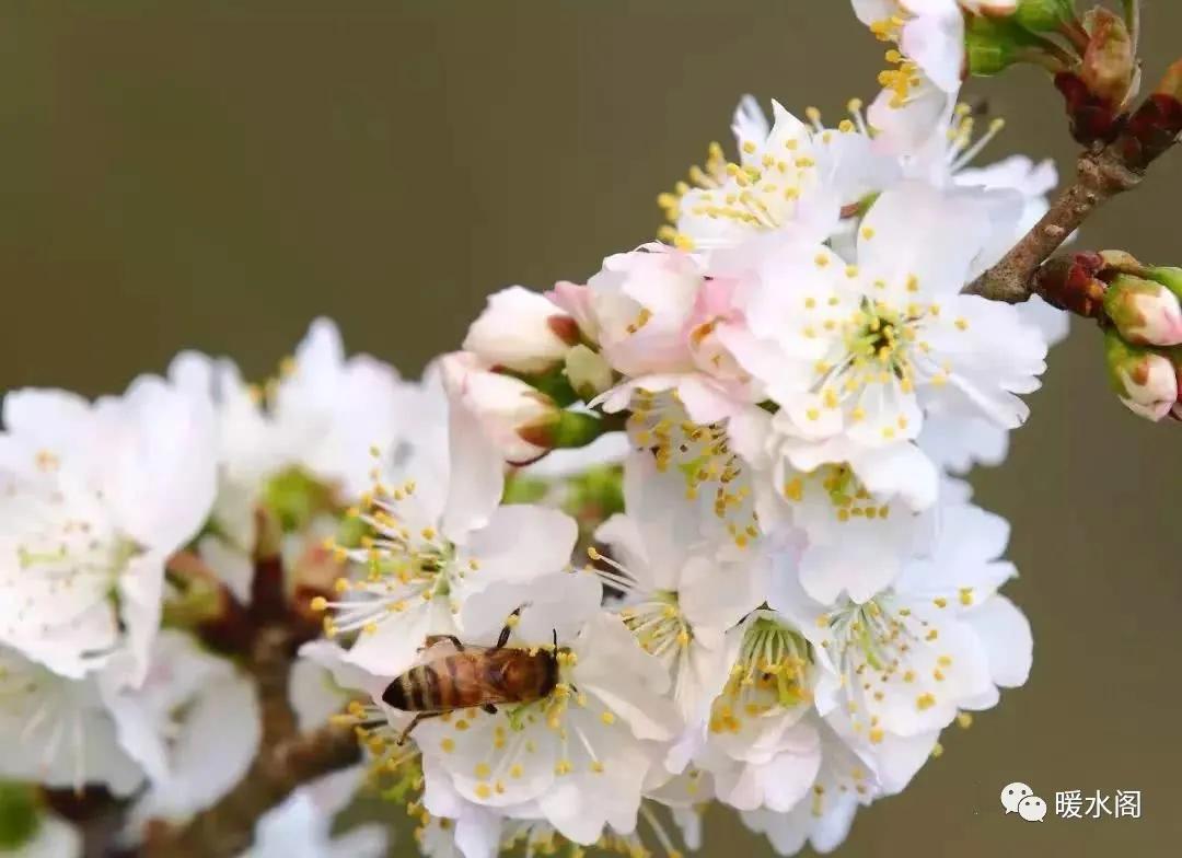 皮肤疱疹神经痛,皮肤烧灼感带状疱疹